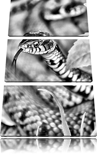 Monocrome, beeindruckende Schlange 3-Teiler Leinwandbild...