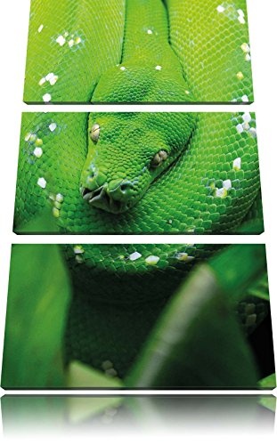 Grüne giftige Schlange 3-Teiler Leinwandbild 120x80...