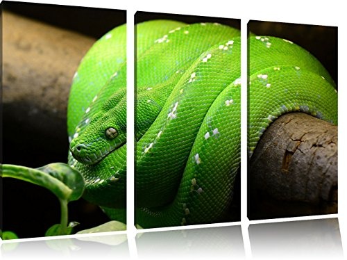 Grüne exotische Schlange 3-Teiler Leinwandbild...
