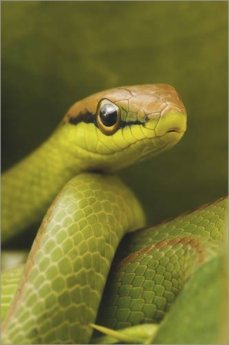Posterlounge Leinwandbild 120 x 180 cm: Grüne Schlange von Ktsdesign/Science Photo Library - fertiges Wandbild, Bild auf Keilrahmen, Fertigbild auf echter Leinwand, Leinwanddruck
