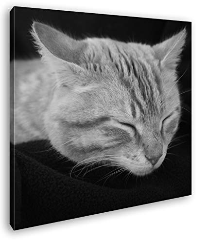 deyoli goldig schlafende Katze Format: 60x60 Effekt: Schwarz&Weiß als Leinwandbild, Motiv auf Echtholzrahmen, Hochwertiger Digitaldruck mit Rahmen, Kein Poster oder Plakat