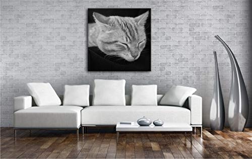 deyoli goldig schlafende Katze Format: 60x60 Effekt: Schwarz&Weiß als Leinwandbild, Motiv auf Echtholzrahmen, Hochwertiger Digitaldruck mit Rahmen, Kein Poster oder Plakat