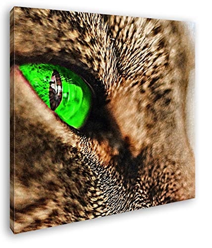 wundervolle Katze mit grünen Augen im Format: 70x70...