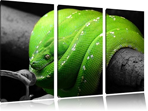 Grüne exotische Schlange Schwarz/Weiß 3-Teiler Leinwandbild 120x80 Bild auf Leinwand, XXL riesige Bilder fertig gerahmt mit Keilrahmen, Kunstdruck auf Wandbild mit Rahmen, gänstiger als Gemälde oder Ölbild, kein Poster oder Plakat