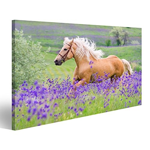 islandburner Bild auf Leinwand Palomino Pferd mit Langen blonden Mann auf Blumenfeld Wandbild, Poster, Leinwandbild Gay