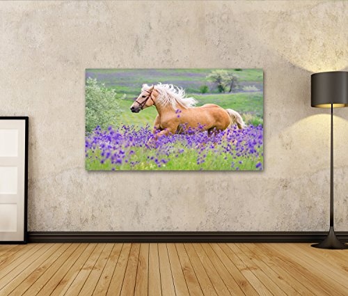 islandburner Bild auf Leinwand Palomino Pferd mit Langen blonden Mann auf Blumenfeld Wandbild, Poster, Leinwandbild Gay