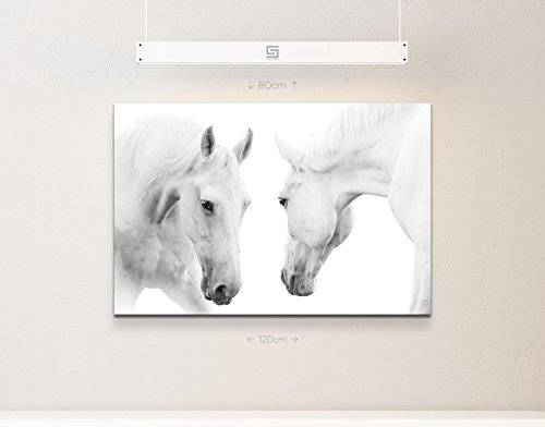 Paul Sinus Art Leinwandbilder | Bilder Leinwand 120x80cm Zwei Stolze weiße Pferde