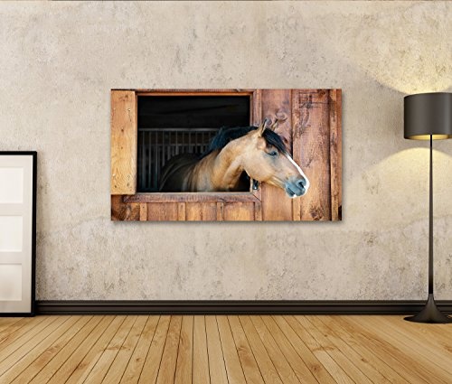 islandburner Bild Bilder auf Leinwand Neugieriges braunes Pferd schaut aus stabilem Fenster Wandbild Leinwandbild Poster DHI