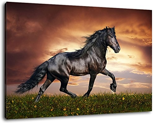 Schwarzes Pferd, Leinwand Bild, Format:60x40 cm, Bild auf Leinwand bespannt, riesige XXL Bilder komplett und fertig gerahmt mit Keilrahmen, Kunstdruck auf Wand Bild mit Rahmen, günstiger als Gemälde oder Bild, kein Poster oder Plakat