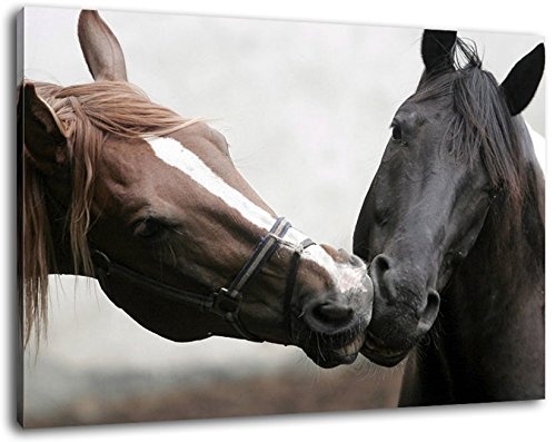 Zwei Pferde schmusen Format:80x60 cm Bild auf Leinwand...