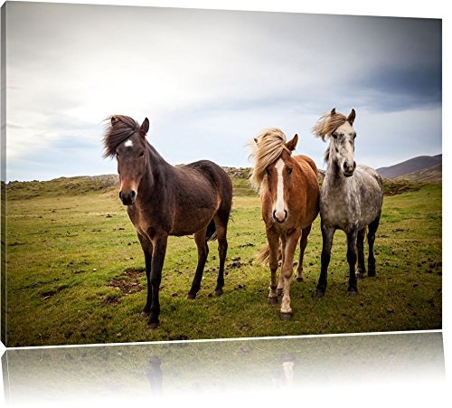 Drei wilde Islandpferde, Format: 100x70 auf Leinwand, XXL...
