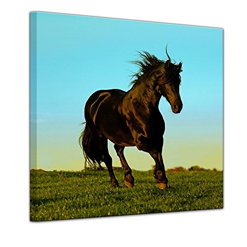 Wandbild - Pferd - Bild auf Leinwand 40 x 40 cm - Leinwandbilder - Bilder als Leinwanddruck - Tierwelten - Natur - Hengst im Galopp