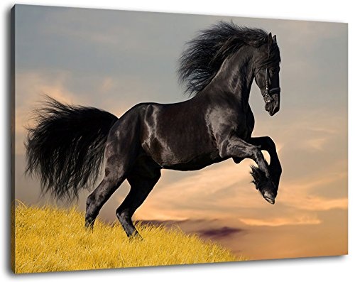 Schwarzes Pferd Format 120x80 cm Bild auf Leinwand, XXL...