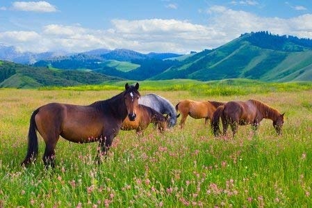 Ralko Vadim - Herde von Pferden auf Einer Sommerwiese - 60x40 cm - Leinwandbild auf Keilrahmen - Wand-Bild - Kunst, Gemälde, Foto, Bild auf Leinwand - Tiere