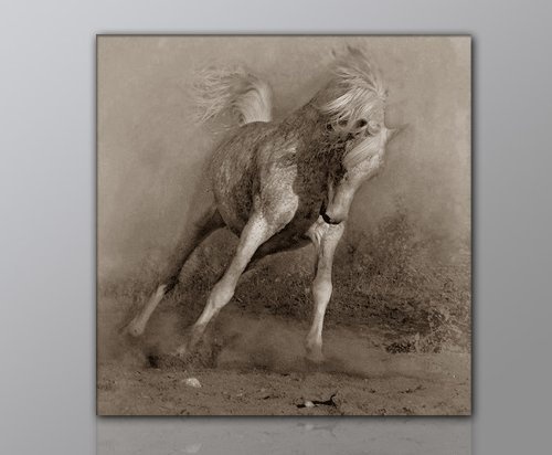 Leinwandbild Bilder Pferd Pferdebild (horse1 50x50cm) Pferde auf Leinwand gerahmt - Bilder fertig gerahmt mit Keilrahmen riesig. Ausführung Kunstdruck auf Leinwand. Günstig inkl Rahmen