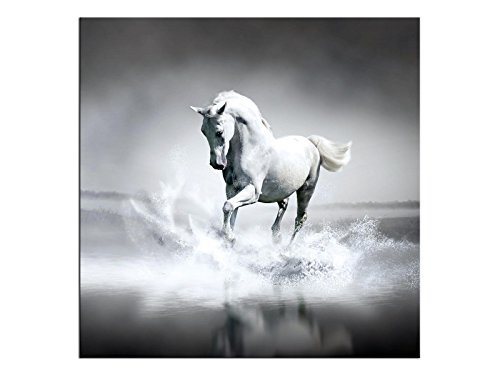 kunst-discounter Weißes Pferd Bild Leinwandbilder Wandbilder Foto auf Leinwand A05517 Größe 40 x 40 cm
