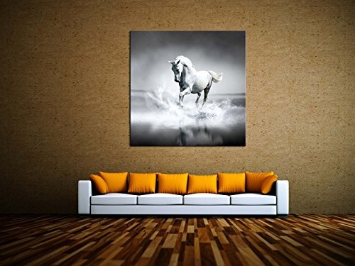 kunst-discounter Weißes Pferd Bild Leinwandbilder Wandbilder Foto auf Leinwand A05517 Größe 40 x 40 cm