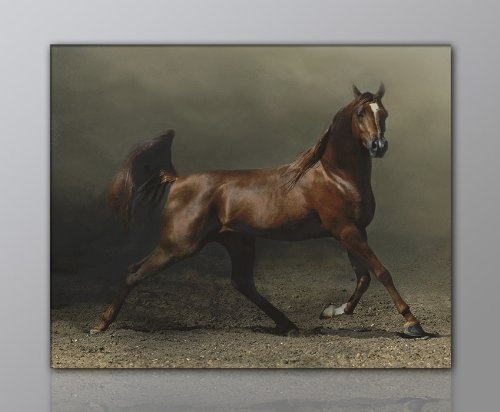 WILD Leinwandbild Bilder Pferd Pferdebild (horse-40x60cm) Hengst Pferde auf Leinwand gerahmt - Bilder fertig gerahmt mit Keilrahmen riesig. Ausführung Kunstdruck auf Leinwand. Günstig inkl Rahmen