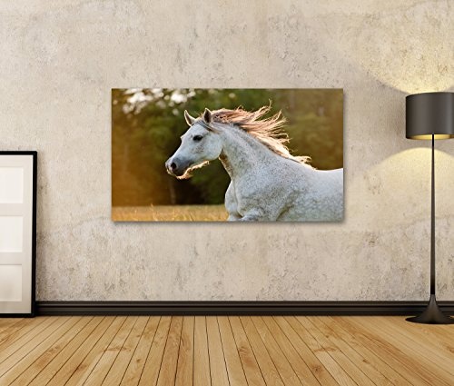 islandburner Bild auf Leinwand arabisches Pferd Wandbild, Poster, Leinwandbild FPZ