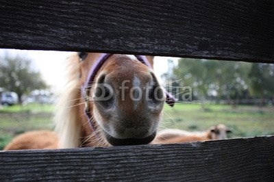 Leinwand-Bild 90 x 60 cm: "Mini Horse Face",...