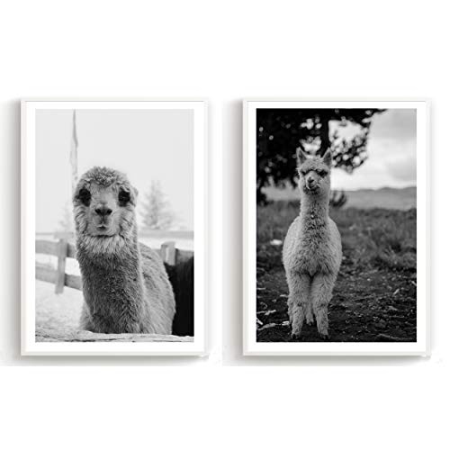 Flanacom 2er Set Design Poster Schwarz Weiß Skandinavische Deko Kunstdruck auf A3 Premiumpapier - Motiv Alpaca (Mit Rahmen)