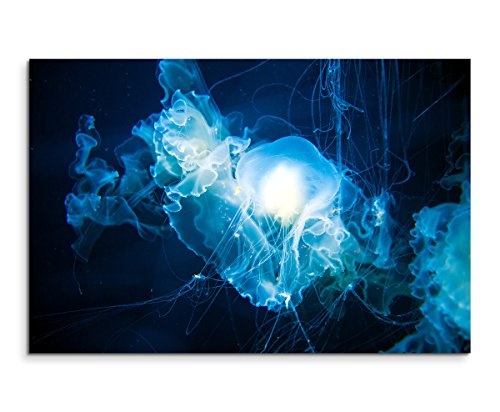 Sinus Art Wandbild 120x80cm Tierfotografie - Leuchtend weiß Blaue Quallen