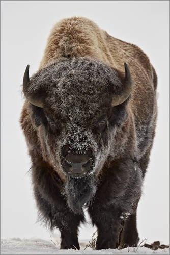 Leinwandbild 40 x 60 cm: Bison im Winter von James...
