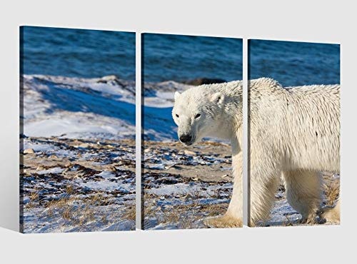 Leinwandbild 3 tlg Eisbär Polarbär Schnee kalt Kat6 Raubtier Bild Leinwandbilder Tierwelt Wandbild Kunstdruck 9AB1765, 3 tlg BxH:90x60cm (3Stk 30x 60cm)