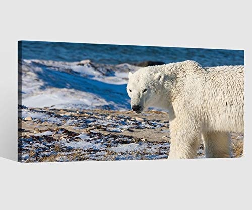 Leinwandbild Eisbär Polarbär Schnee kalt Kat6 Raubtier Leinwand Bild Bilder Tierwelt Wandbild Holz Leinwandbilder Kunstdruck vom Hersteller 9AB747, Leinwand Größe 1:80x40cm