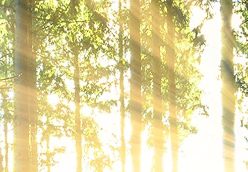 murando - Bilder Wald 200x80 cm Vlies Leinwandbild 5 TLG Kunstdruck modern Wandbilder XXL Wanddekoration Design Wand Bild - Waldlandschaft Natur Panorama Baum c-C-0177-b-n