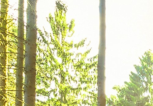murando - Bilder Wald 200x80 cm Vlies Leinwandbild 5 TLG Kunstdruck modern Wandbilder XXL Wanddekoration Design Wand Bild - Waldlandschaft Natur Panorama Baum c-C-0177-b-n