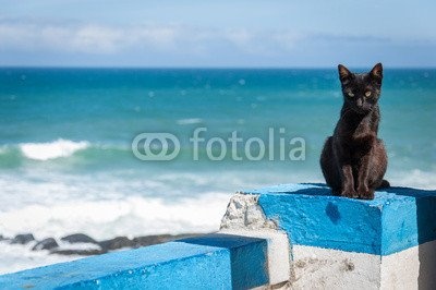 Leinwand-Bild 120 x 80 cm: "Portuguese Black cat, Praia das Macas", Bild auf Leinwand