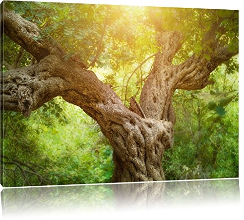 Mächtiger Baum im Wald, Format: 120x80 auf Leinwand, XXL riesige Bilder fertig gerahmt mit Keilrahmen, Kunstdruck auf Wandbild mit Rahmen, günstiger als Gemälde oder Ölbild, kein Poster oder Plakat