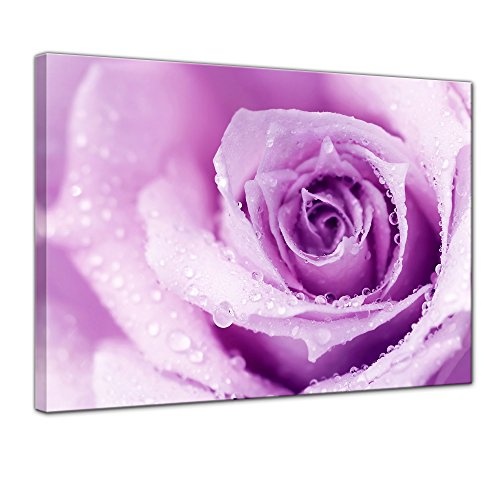 Wandbild - Lila Rose mit Tropfen II - Bild auf Leinwand - 80x60 cm einteilig - Leinwandbilder - Pflanzen & Blumen - Violette Rosenblüte - Wassertropfen - Regentropfen - Nahaufnahme