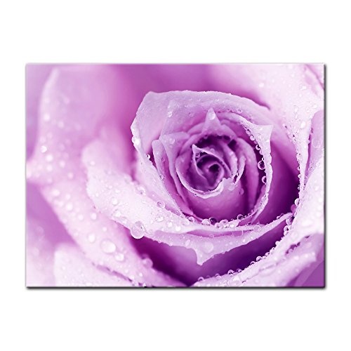 Wandbild - Lila Rose mit Tropfen II - Bild auf Leinwand - 80x60 cm einteilig - Leinwandbilder - Pflanzen & Blumen - Violette Rosenblüte - Wassertropfen - Regentropfen - Nahaufnahme