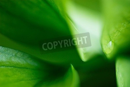 Leinwand-Bild 60 x 40 cm: "Green leaves of a plant...