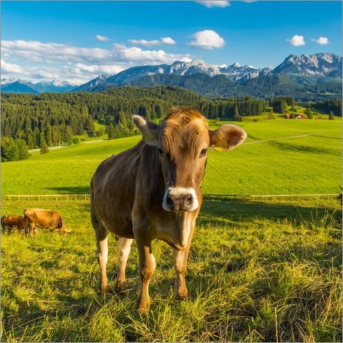 Posterlounge Leinwandbild 50 x 50 cm: Lustige Kuh in den Alpen von Michael Helmer - fertiges Wandbild, Bild auf Keilrahmen, Fertigbild auf echter Leinwand, Leinwanddruck