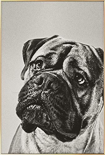 KunstLoft® Gerahmte Fotografie Puppy Eyes 40x60cm | moderner Foto-Print hinter Echtglas | Hund Mops Schwarz-Weiß | Fotokunst inkl. Aluminium-Bilderrahmen