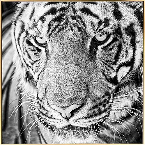 KunstLoft® Gerahmte Fotografie Tigers Glance 60x60cm | moderner Foto-Print hinter Echtglas | Tiger Gesicht Schwarz-Weiß | Fotokunst inkl. Aluminium-Bilderrahmen