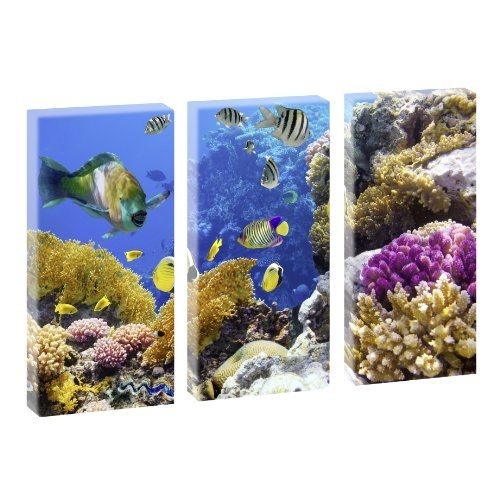 Trendiger Kunstdruck auf Leinwand - Korallen und Fische 1...