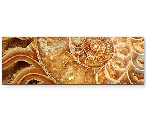Paul Sinus Art Leinwandbilder | Bilder Leinwand 120x40cm Ammoniten - Fossil