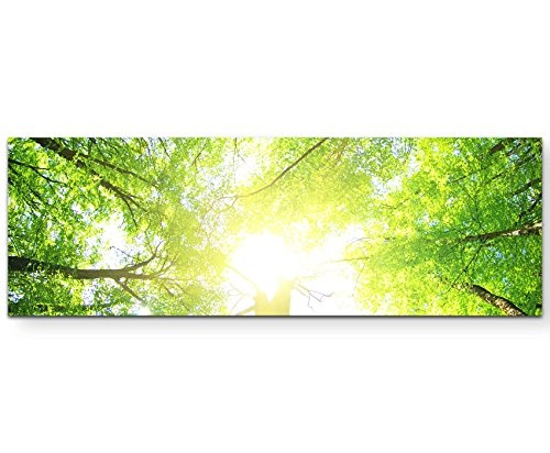 Paul Sinus Art Leinwandbilder | Bilder Leinwand 120x40cm Ein Wald an Einem sonnigen Tag