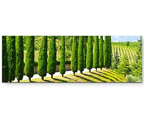 Paul Sinus Art Leinwandbilder | Bilder Leinwand 150x50cm Weinberg und Zypressen in der Toskana