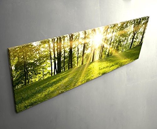 Paul Sinus Art Leinwandbilder | Bilder Leinwand 120x40cm Frühlingserwachen im Wald