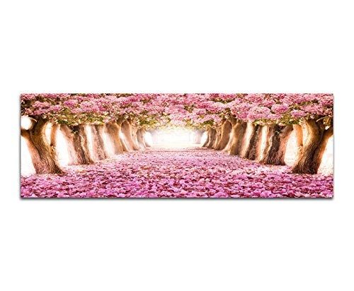 Paul Sinus Art Panoramabild auf Leinwand und Keilrahmen 150x50cm Allee Bäume Blüten Blütentunnel rosa