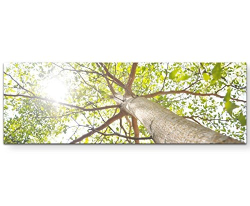 Paul Sinus Art Leinwandbilder | Bilder Leinwand 120x40cm Baumkrone im Sonnenlicht