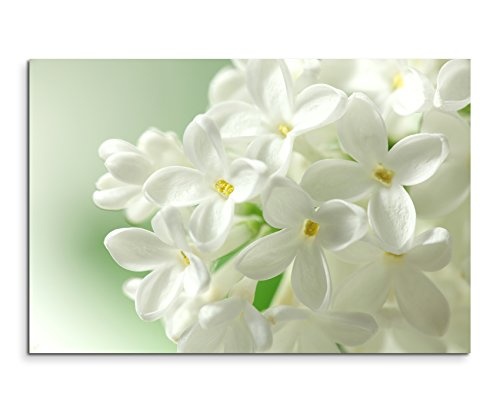 Paul Sinus Art Kunstfoto auf Leinwand 60x40cm Naturfotografie - Weiße Blumen mit pastellgrünem Hintergrund auf Leinwand Exklusives Wandbild Moderne Fotografie für Ihre Wand in Vielen Größen
