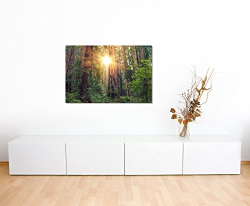 Paul Sinus Art Kunstfoto auf Leinwand 60x40cm Landschaftsfotografie - Sonniger Redwood Forest, Kalifornien, USA auf Leinwand Exklusives Wandbild Moderne Fotografie für Ihre Wand in Vielen Größen