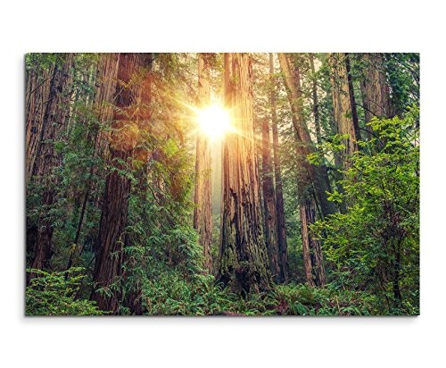 Paul Sinus Art Kunstfoto auf Leinwand 60x40cm Landschaftsfotografie - Sonniger Redwood Forest, Kalifornien, USA auf Leinwand Exklusives Wandbild Moderne Fotografie für Ihre Wand in Vielen Größen