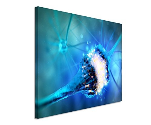 Paul Sinus Art Kunstfoto auf Leinwand 60x40cm Medizinische Abbildung - Neuron und Synapse auf Leinwand Exklusives Wandbild Moderne Fotografie für Ihre Wand in Vielen Größen